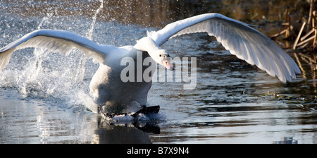 Cygne muet de décoller en North Norfolk digues et des ruisseaux Banque D'Images
