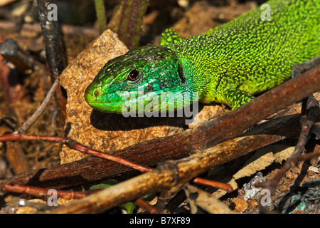 Lézard vert, lézard émeraude (Lacerta viridis), portrait, France Banque D'Images