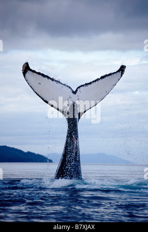 Baleine à bosse lobtailing, Chatham Strait, sud-est de l'Alaska Banque D'Images