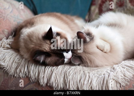 Deux chats bien couché ensemble pour la chaleur et le confort Banque D'Images