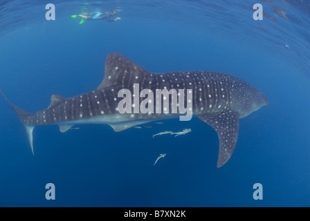 Rhincodon typus, Mahe, Seychelles, océan Indien Banque D'Images