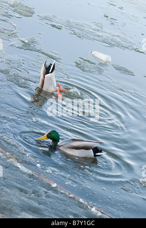 Deux canards colverts s'ébattent dans un étang sale, avec une bouteille en plastique vide à proximité flottante Banque D'Images