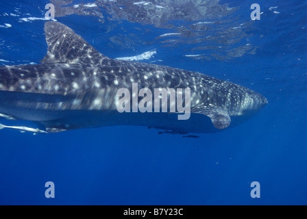 Rhincodon typus, Mahe, Seychelles, océan Indien Banque D'Images