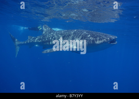 Rhincodon typus, Mahe, Seychelles, océan Indien Banque D'Images