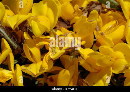 Broom Cytisus decumbens prostré Marloes, Pembrokeshire Wales UK Europe Banque D'Images