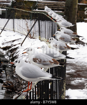 Douze des Mouettes Larus ridibundus percher sur une clôture de fer en un jour de neige à Minster extérieure Lichfield Angleterre Banque D'Images