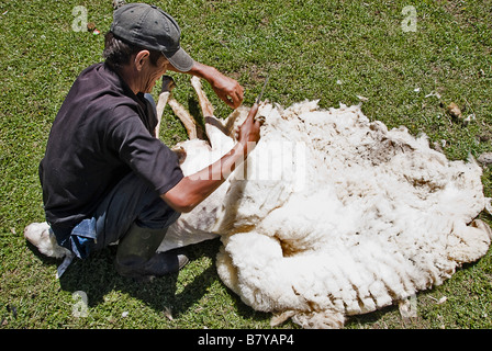 Les nomades kirghizes tonte des moutons dans les domaines Kirghizistan Banque D'Images