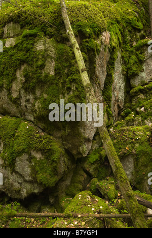 Tronc d'arbre mort appuyé contre un gros rocher couvert de mousse verte luxuriante Banque D'Images
