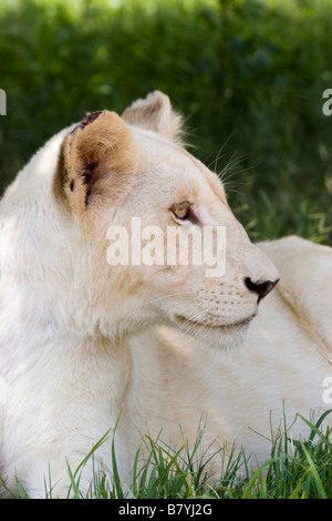 Lionne blanche au parc du Lion d'Afrique du Sud Banque D'Images