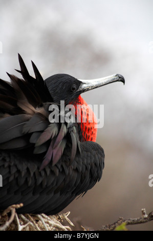 Frégate superbe mâle, Fregata magnificens Frégate, assis sur les oiseaux se reproduisent sur l'île Seymour Nord, îles Galapagos, en Équateur en Septembre Banque D'Images