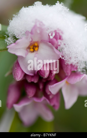 Couvert de neige Daphne Bholua Jacqueline Postill Banque D'Images