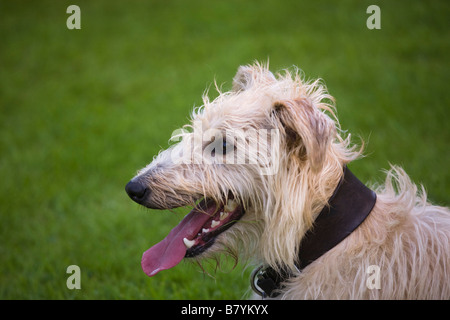 Chef d'un lurcher dans profil Banque D'Images