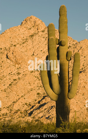 Cactus Saguaro (Carnegiea gigantea) Montagnes Cabeza Prieta, le sud de l'Arizona, Dawn Banque D'Images