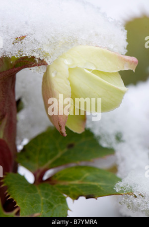 La neige a couvert Helleborus x Sternii Boughton Group en fleur Banque D'Images