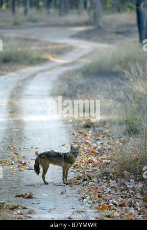 Le Chacal (Canis aureus ) dans la manière de Pench Tiger reserve, Madhya Pradesh, Inde. Banque D'Images