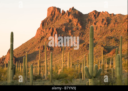 Cactus Saguaro (Carnegiea gigantea) Alamo Canyon, tuyau d'Organe National Monument, Arizona, Coucher du Soleil Banque D'Images