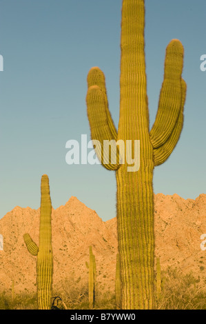 Cactus Saguaro (Carnegiea gigantea) Sunrise, Tinajas Altas Montagnes, Barry Goldwater Air Force Range, Arizona Banque D'Images