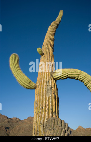 Un tall Saguaro cactus avec branches courbées semble s'exécuter Banque D'Images