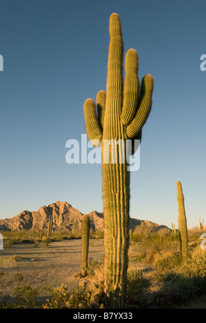 Cactus Saguaro (Carnegiea gigantea) Sunrise, Tinajas Altas Montagnes, Barry Goldwater Air Force Range, Arizona Banque D'Images