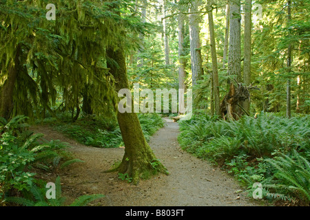 Colombie-britannique - Sentier à travers la forêt ancienne dans Macmillan Provincial Park sur l'île de Vancouver. Banque D'Images