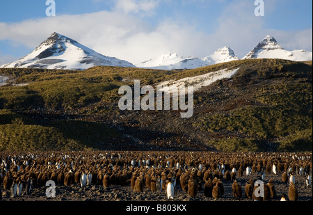 Manchot royal (Aptenodytes patagonicus) poussins, également connu comme "d'étoupe, des garçons en crèche, la plaine de Salisbury, South Georgia Island Banque D'Images