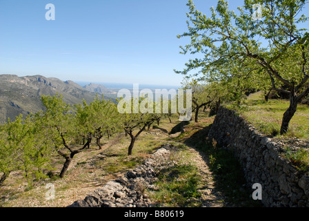 Terrasses de la montagne d'amandiers au printemps, près de Benimaurell, Vall de Laguar. Province d'Alicante, Communauté Valencienne, Espagne Banque D'Images