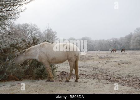 Poney et de givre dans la New Forest Banque D'Images