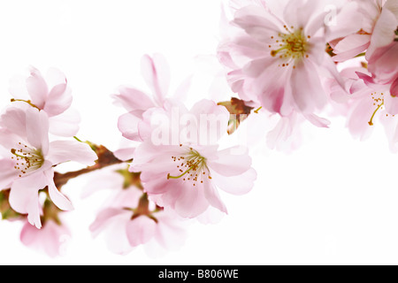 Fleur de cerisier rose Banque D'Images
