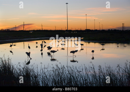 La grue du Canada (Grus canadensis silhouetté aganist une orange sunset sky dans un étang au champs de céleri à Sarasota en Floride Banque D'Images