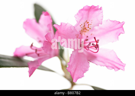 Rhododendron rose fleurs Banque D'Images