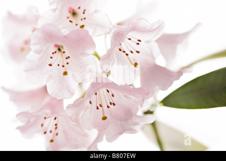 Fleurs de rhododendron blanc Banque D'Images