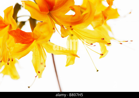 Fleurs de rhododendron jaune Banque D'Images