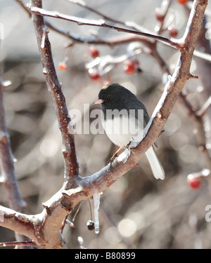 Dark Junco ardoisé, Junco hyemalis, perché dans un arbre de glace. New York, USA. Banque D'Images