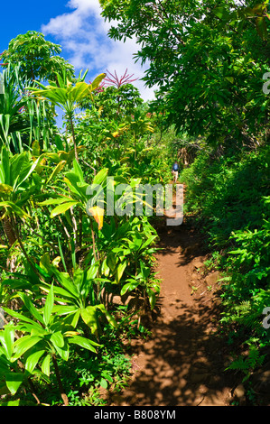 Randonneur sur la luxuriante Kalalau Trail sur la côte de Na Pali île de Kauai Hawaii Banque D'Images
