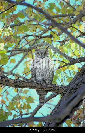 Montagnes Rocheuses jeune grand-duc d'Amérique (Bubo virginianus) pinorum assis dans les plaines d'arbres cottonwood, Chatfield State Park Colorado nous. Banque D'Images