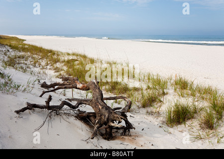 Driftwood contre les herbiers marins couverts de dunes de sable sur la plage à St Joseph Peninsula State Park Port St Joe Florida Banque D'Images