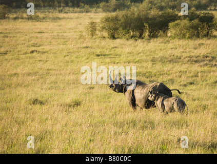 Un rhinocéros noir avec son veau qui hantent les plaines du Masai Mara au Kenya Banque D'Images