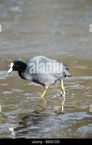 La Foulque macroule (Fulica atra) walking on ice Golden Acre Park Nature Reserve off Arthington Lane Leeds LS17 West Yorkshire Angleterre Banque D'Images