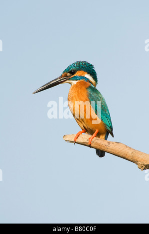 Politique européenne Kingfisher perché sur un bâton au-dessus d'un puits dans la campagne indienne. L'Andhra Pradesh, Inde Banque D'Images