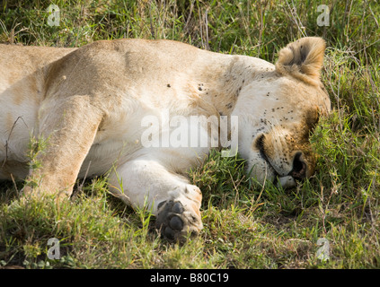 Lionne couverts de mouches et les tiques dormir dans le Masai Mara au Kenya Banque D'Images