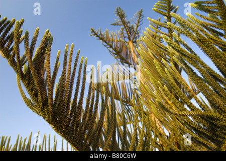 La production d'arbres de pins exotiques près de Agia Napa, Chypre du Sud Banque D'Images