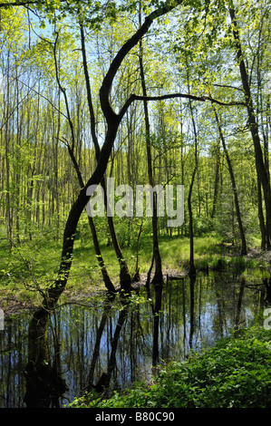 Les arbres et l'eau, Schaichtal, Naturpark (parc naturel), Bade-Wurtemberg, Allemagne Schoenbuch Banque D'Images