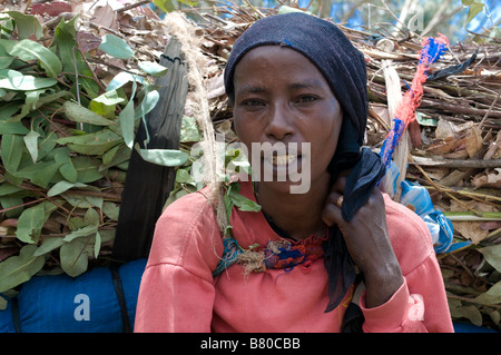 Elles portent sur leur dos bois Addis Abeba Ethiopie Afrique Banque D'Images