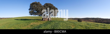 Monte do Couto dos Andreiros Dolmen à Crato, Portalegre, Portugal. Situé sous un chêne-liège. Banque D'Images