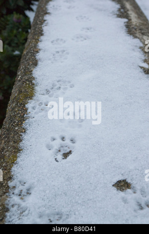Empreinte de patte de chat dans la neige Banque D'Images