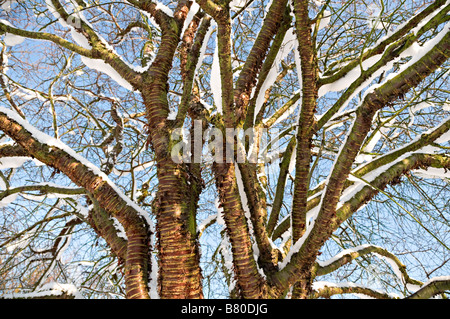 Couvert de neige des branches de l'arbre contre un ciel bleu UK Banque D'Images