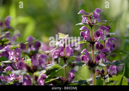 Lamium maculatum, le white deadnettle Banque D'Images