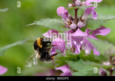 Bombus terrestris, le buff-tailed bumblebee, qui se nourrit d'une grande chouette deadnettle Banque D'Images