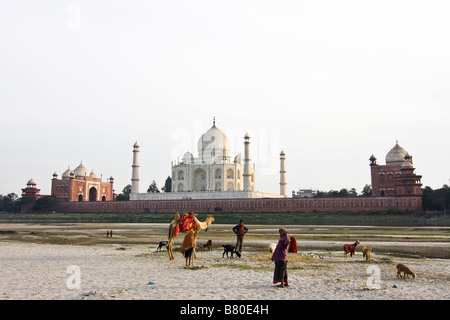 Vue sur theTaj Mahal à partir de la Banque de la rivière Yamuna, Agra, Uttar Pradesh, Inde Banque D'Images