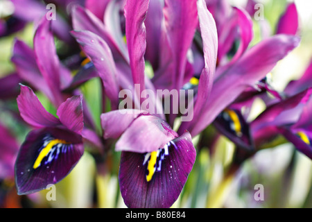 IRIS RETICULATA GEORGE AGM Banque D'Images